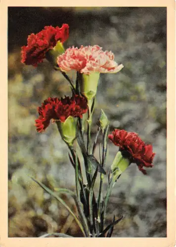 B75121 Blütenfleur