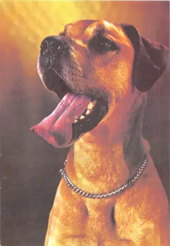 B25940 Hund Chiens Animaux Tiere