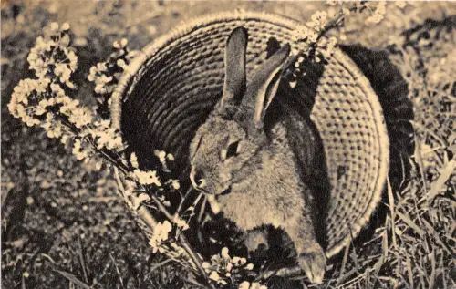 B66009 Tiere Animaux Kaninchen Schoß