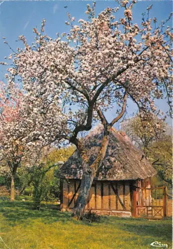 BR2866 Ma Normandie Pommiers en fleur flowers france