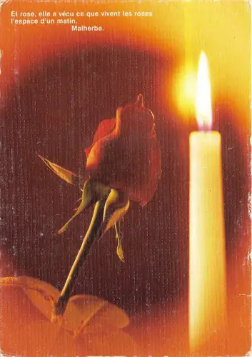 B52099 Fleurs Blumen Rosen