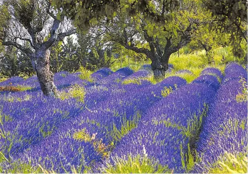 B51466 fleurs blumen lavande frankreich provence