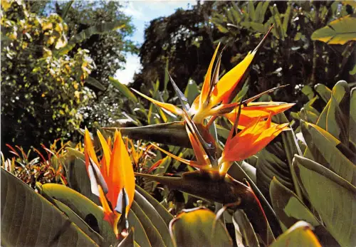 BG6056 gran canaria flor de la esterlizia Typen Spanien