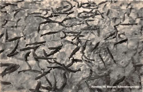 Lot 45 Forellen im Blauen See Lotschbergroutte Schweiz Fische