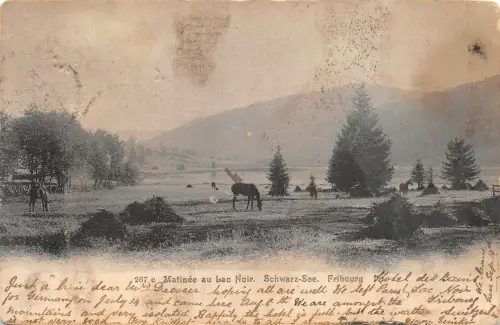 Lot 46 matinee au lac noir schwarz siehe freiburg schweiz pferd