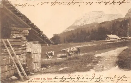 Lot 79 Gruss von der Axalp Kuh Schweiz Litho