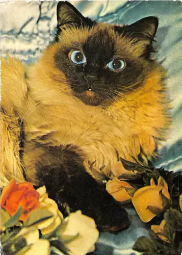 B15948 Rumänien Chat Katze