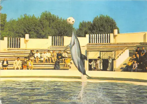 B22434 Delfine Dauphins Constanta Rumänien