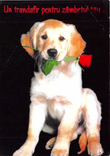 B0208 Tiere Animaux Hunde Rumänien Front/Back Scan