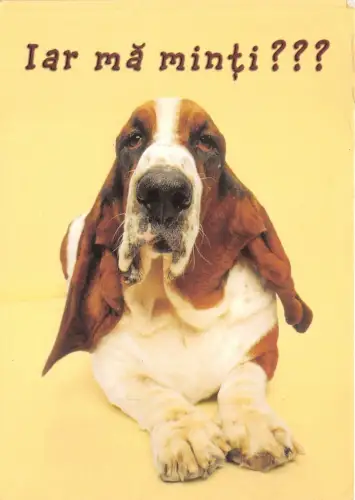 B0207 Tiere Animaux Hunde Rumänien Front/Back Scan