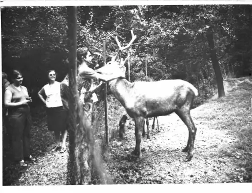 B26622 Cerfs Vrais Photo Rumänien Foto Real Simeria Hunedoara