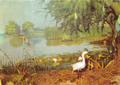 B0212 Tiere Animaux Vögel Diorama Zalog Rumänien Front/Back Scan