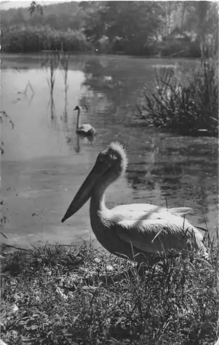 B22435 Rumänien Pelikane