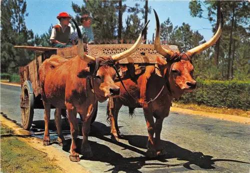 BR8446 Minho chariot de boeufs portugal