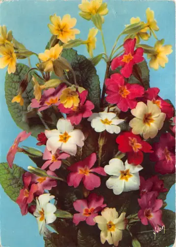 B52058 Fleurs Flowers