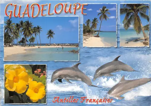 B51467 Tiere Animaux Delfine Dauphins