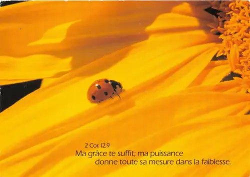 B52026 Fleurs Flowers Fatzer Cedis