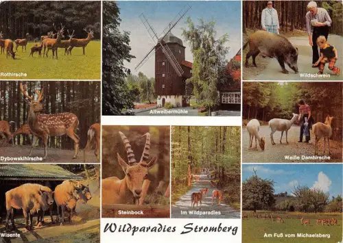 B36788 Tiere Animaux Wildparadies Stromberg Germany Windmühle