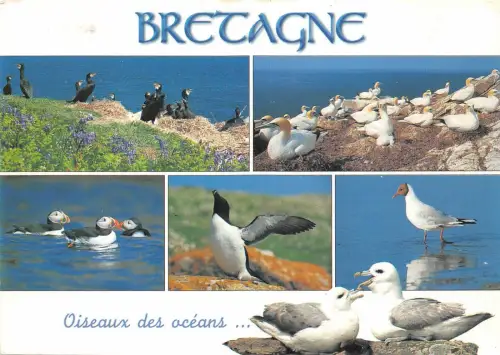 B51468 Bretagne Oisseaux Vogel Frankreich