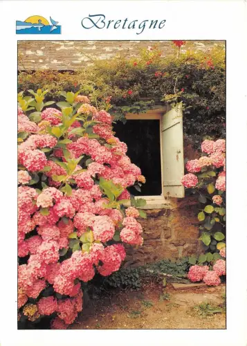 B52023 Fleurs Blumen Bretagne Frankreich