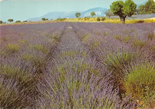 BR1687 Frankreich Provence Champ de Lavandes