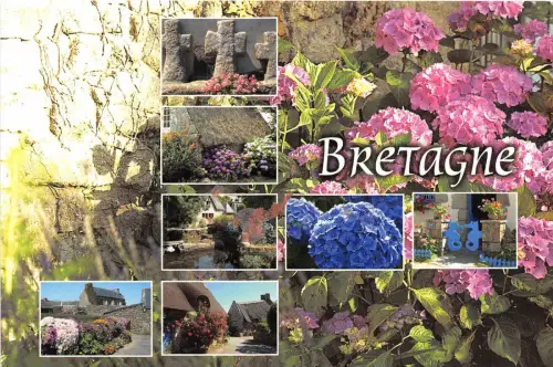 B49770 Fleurs Blumen Lavande Bretagne Frankreich