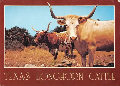 BR71969 Texas Longhorn Rinder Kuh Vache USA Animal Animaux