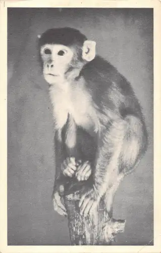 B98460 quebec canada singe capucin affe animaux