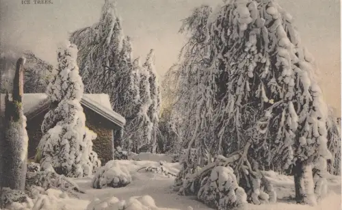 B77500 Eisbäume Kanada Bild vorne/hinten scannen