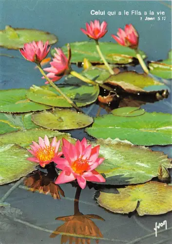 B52067 fleurs flowers nenuphar