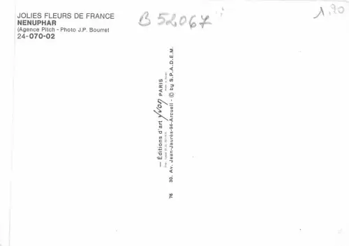 B52067 fleurs flowers nenuphar