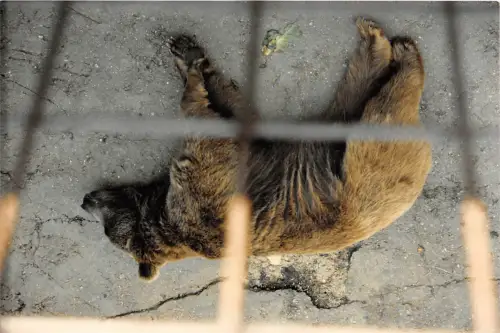 B70306 Tiere Animaux unser Bär