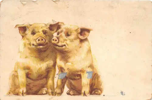 uk40845 boldog uj event new year greetings uk romania pig cochon