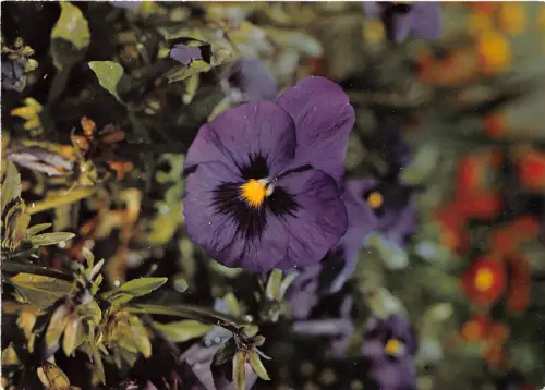 BR21464 Pensee Viola tricolor fleurs Blumen