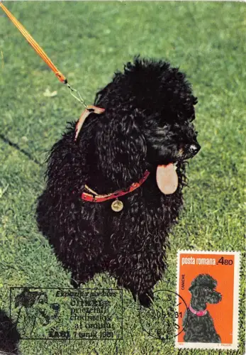 BC62009 Hund Chiens Animaux Tiere Maximum Carte Maxima