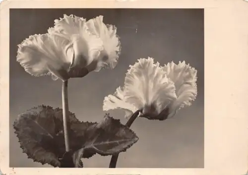 B54913 Blumen Fleurs