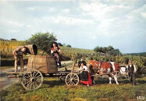 BR23017 Vendages Kuhvacher Frankreich