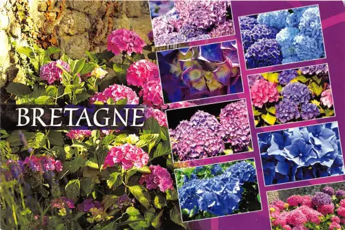 B51469 Fleurs Blumen Multiviews Bretagne Frankreich