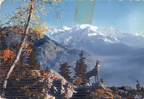 BG18052 les chamois des alpes ziege schweiz