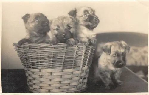 Lot 24 Welpen Hunde Tiere Echtfoto