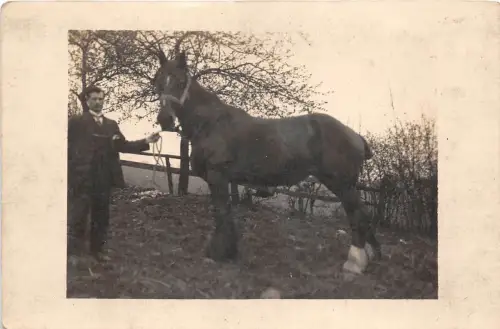 Lot 97 Pferd Tier UK Echtfoto Sozialgeschichte