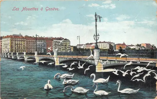 Lot 58 Schweiz Möwen in Genf Genf Schwan