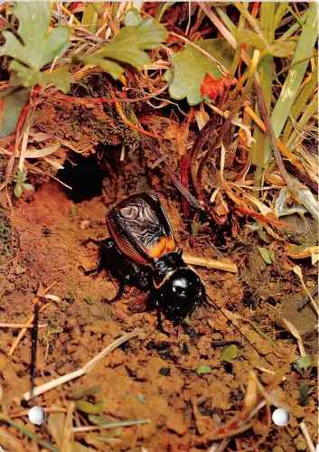 B36764 Animals Animaux Zirpende Feldgrill Hefterloch Germany