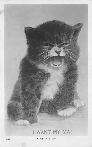 Lot 94 I want my ma a kitten study cat animal uk