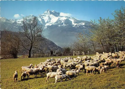 BR061 un joli triupeau et vue sur les Dants du Midi sheep mouton switzerland