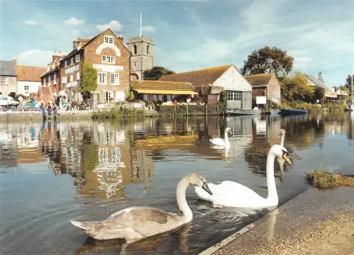 uk37129 swans on the river frome wareham dorset uk lot 10 uk