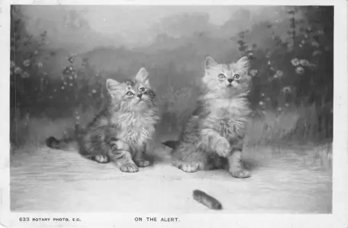 lot 74 kitten cat on the alert animal uk