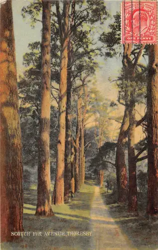 uk37499 scotch fir venue thoresby uk lot 12 uk TCV