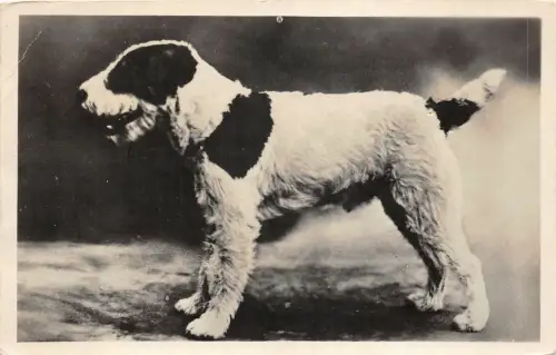 Lot 24 Terrier Frankreich Hund Tier