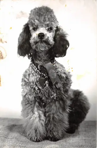 B36770 Tiere Animaux Chien Hundepudel Ungarn